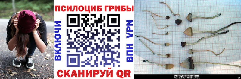 Галлюциногенные грибы Psilocybe  Купить где  Сычёвка 